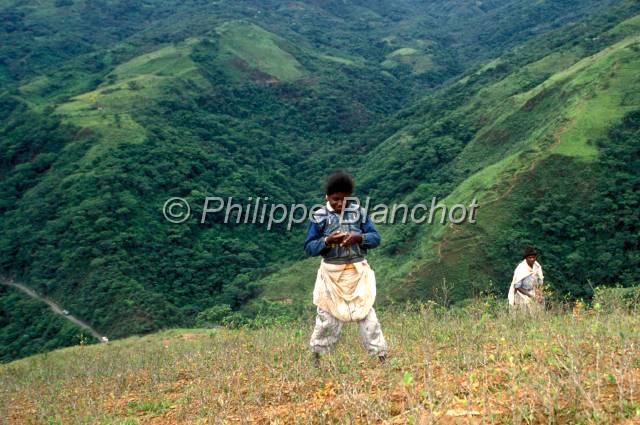 yungas bolivie  26.JPG - Récolte des feuilles de cocaYungas de Bolivie